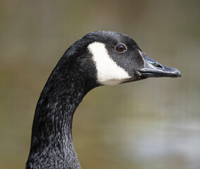 Close-up shot of the head of a Canada goose