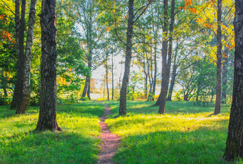 A narrow path in a beautiful birch grove. A bright, autumn day in the forest.