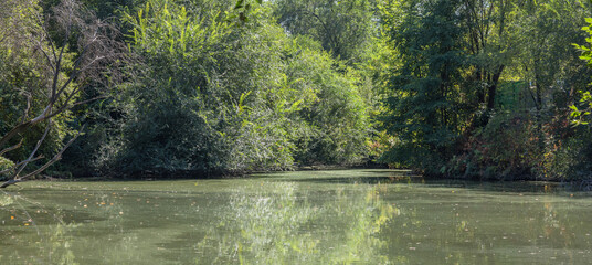 summer old pond with lush vegetation