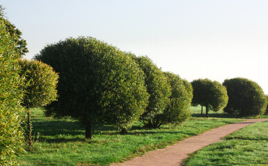 Along the sidewalk path in the park there are lush small trees.