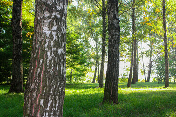 Obraz premium Young birch trees on a green lawn in the forest. A sunny day in a birch grove. 