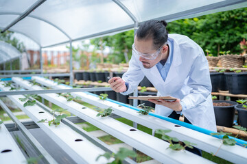 scientist working to research in agriculture green plant at biology science laboratory greenhouse,...