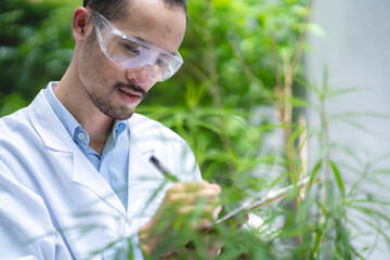 Naklejka na ściany i meble scientist checking on organic cannabis hemp plants in a weed greenhouse. Concept of legalization herbal for alternative medicine with cbd oil, commercial pharmaceutical in medicine business industry