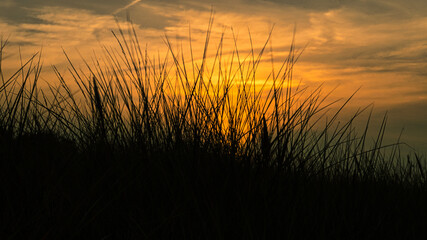 Fototapeta na wymiar grass with sunset goose light mood in the wind