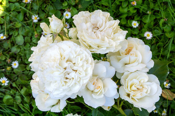 Blossoming beautiful rose flowers. White roses blossom in summer garden