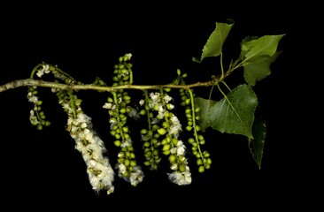 Populus nigra, the black poplar, is a species of cottonwood poplar, the type species of section Aigeiros of the genus Populus, native to Europe - obrazy, fototapety, plakaty