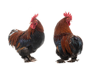 two roosters isolated on white background
