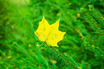 Green branches of pine or spruce with autumn fallen yellow leaves