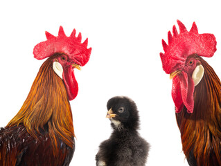 portraits of roosters isolated on white background