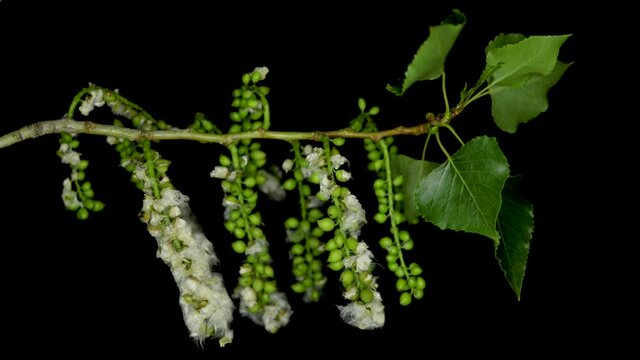 Populus nigra, the black poplar, is a species of cottonwood poplar, the type species of section Aigeiros of the genus Populus, native to Europe