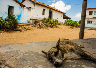 Dog sleeping in a Village, Preguicas, route of emotions, Brazil