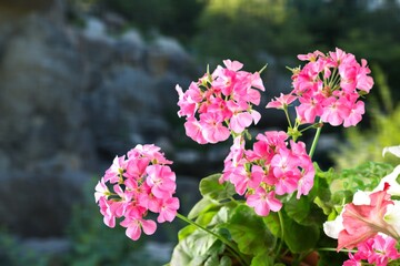 Fresh beautiful blooming flower green leaf background.