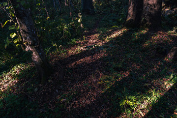 Obraz premium a path in the valley