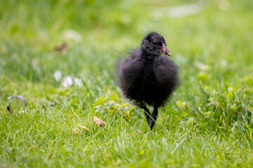 Moorhen chick on green grass background