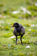 Moorhen chick on green grass background