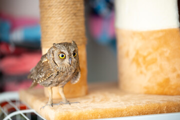 Owl tamed at home. Pet feeding owls. Little owlet.