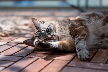 Cute cat laying in the sun