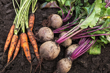 Organic vegetables harvest in garden. Bunch of beetroot and carrot on soil in garden close up