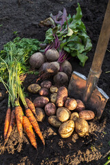 Autumn harvest of fresh raw carrot, beetroot and potatoes with shovel in sunlight on soil in garden. Harvesting organic vegetables