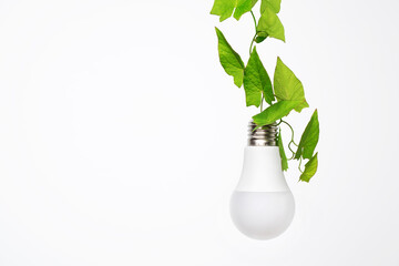 Renewable energy, sustainability, ecology concept. Light bulb hanging on green plant over white...
