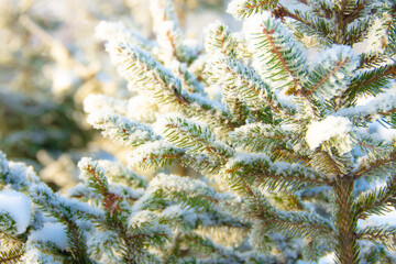 Coniferous branches covered first snow with hoarfrost. Close up.