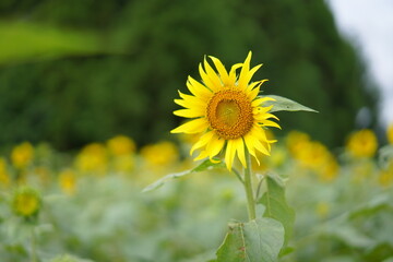 夏のひまわり