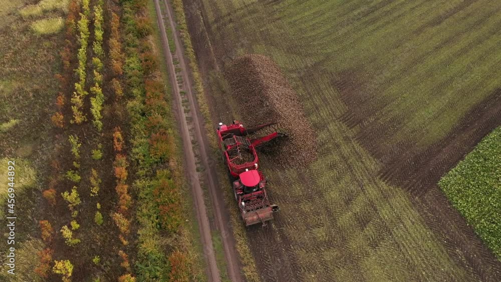 Aufkleber drone camera moves around combine harvester pouring the harvest of sugar beet into a heap on the fie