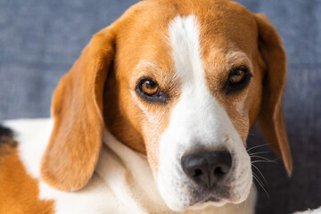 Sleeping beagle dog on couch indoors. Canine backdround