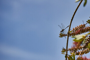 Dragonfly perched on the branch of a Callistemon citrinus. Tree known as escobillón or pillo rojo. Celestial sky.