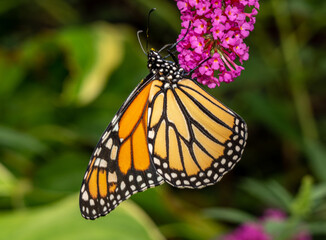 Beautiful orange and yellow monarch butterfly feeding on the plants in a domestic garden