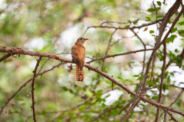 A female plaintive cuckoo is perching on a tree branch and turning head backward.
