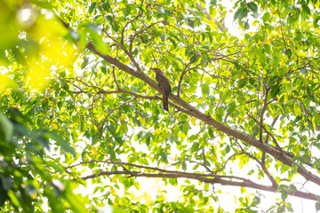 Plaintive Cuckoo