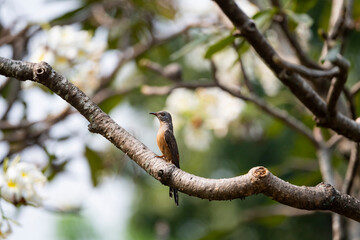 Plaintive Cuckoo