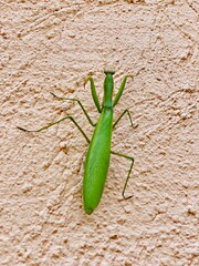 green praying mantis