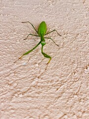 green shield bug