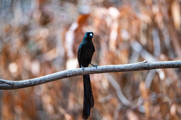 Racket - tailed Treepie