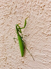 green praying mantis