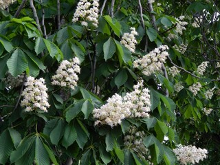 Blooming chestnut
tree in spring. White flowers of chestnut  tree close up. - 456947477