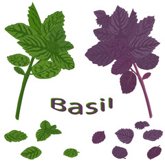 Green basil and dark opal basil close-up. Green  and purple basil isolated on white background. Vector illustration of green vegetables. - 456947488