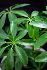 close up of leaves