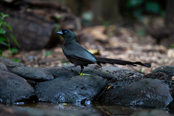 Racket - tailed Treepie