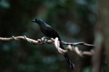 Racket - tailed Treepie