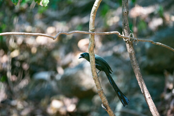 Racket - tailed Treepie