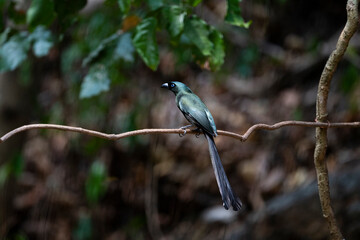 Racket - tailed Treepie