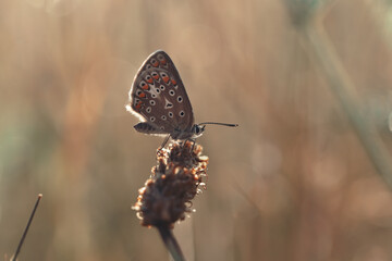 Closeup shot of a Northern Brown Argus butterfly on the plant against a blurred background