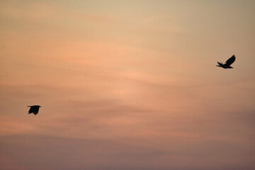 “Clouds come floating into my life, no longer to carry rain or usher storm, but to add color to my sunset sky.”
