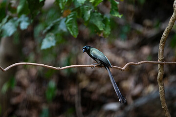 Racket - tailed Treepie