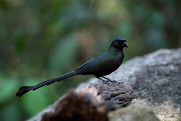Racket - tailed Treepie