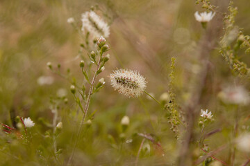 thistle in the grass