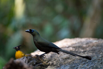 Obraz premium Racket - tailed Treepie